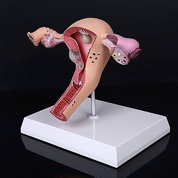 Amazon.co.jp: 人体子宮模型, 子宮と卵巣の病理学的模型1:1